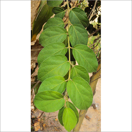 Gymnema Sylvestre - Sirukurinjan Gymnema Sylvestre - Sirukurinjan