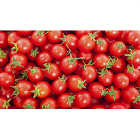 Fresh Farm Tomato Fresh Farm Tomato