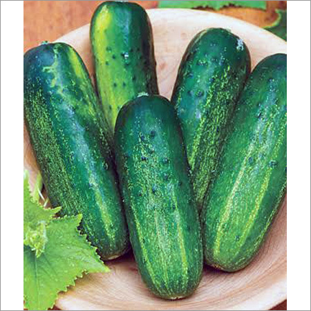 Fresh Cucumber Fresh Cucumber