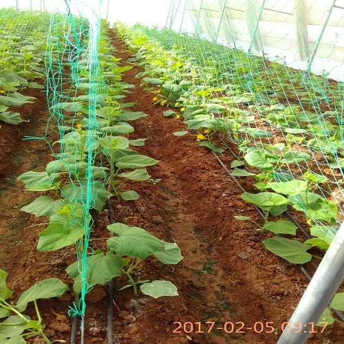 Trellis Net Trellis Net