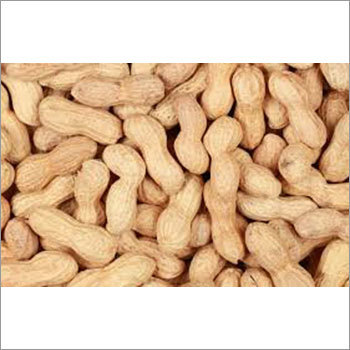 Indian Groundnut Indian Groundnut
