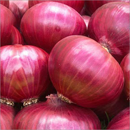 Fresh Onion Fresh Onion