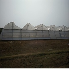 Greenhouse Film Greenhouse Film