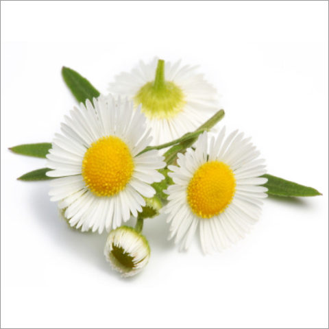 Chamomile Roman Oil Chamomile Roman Oil