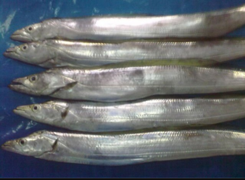 Ribbon Fish Ribbon Fish