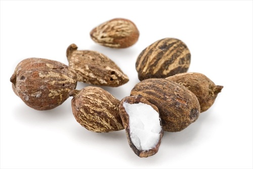 Shea_Nut_1 Shea_Nut_1