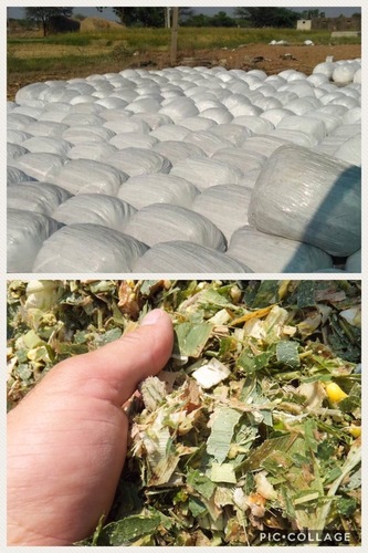 Corn Silage Corn Silage