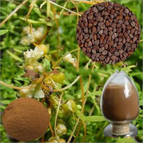 Herbal Extracts Manufacturers In Delhi
